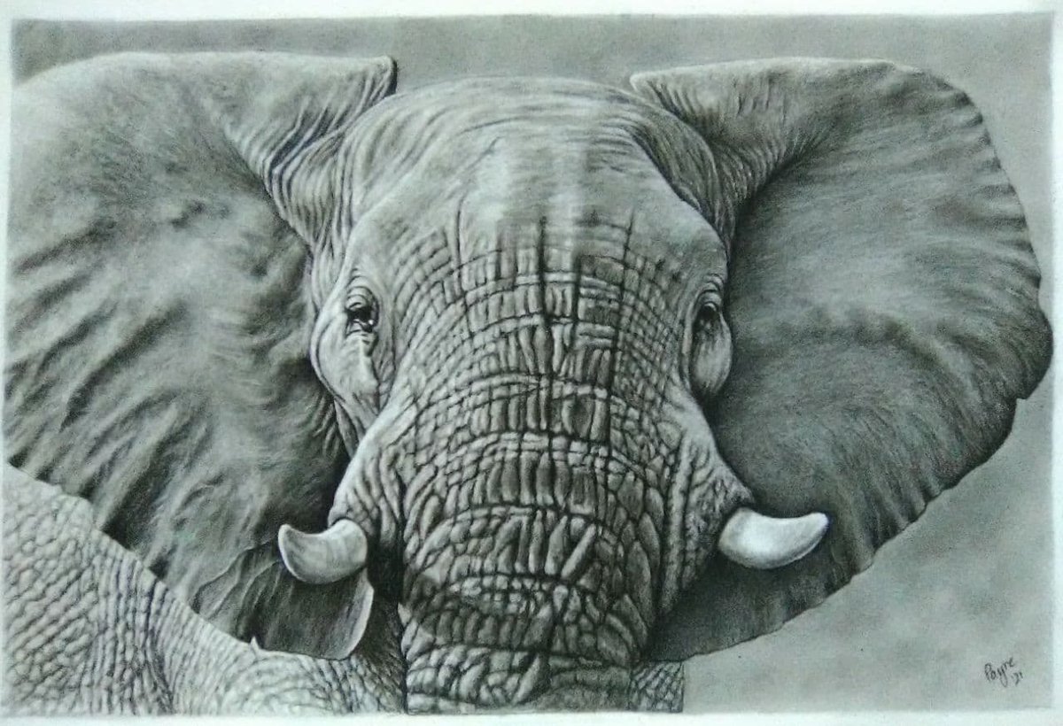 Drawing I just finished today.  Took over 50 hours to draw.  (Done in charcoal.)