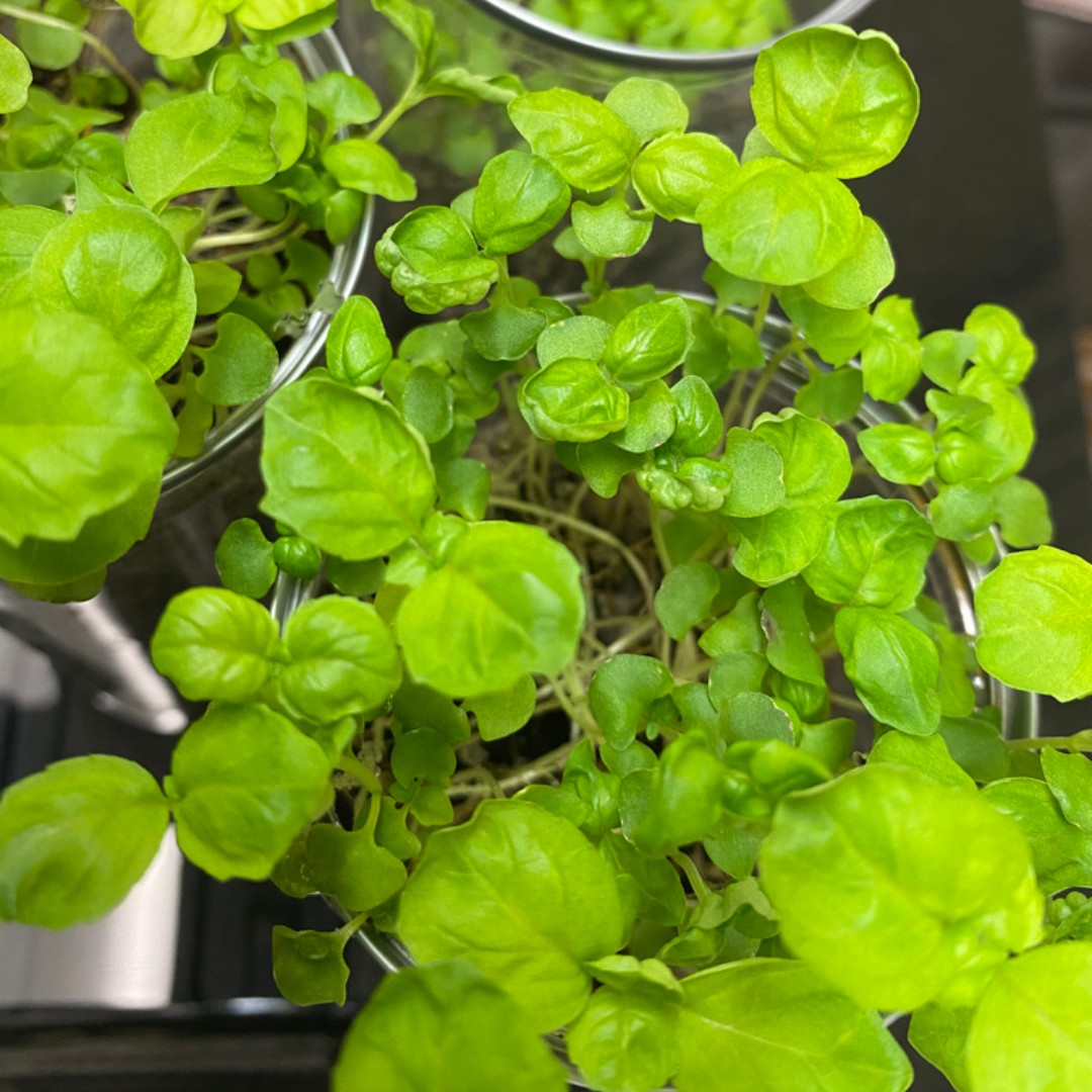 Grow delicious and nutritious #microgreens with Wonder Soil! 🌿

Our #indoorherbgarden Grab &amp; Grow tube makes growing fresh #basil fun for all ages 😀