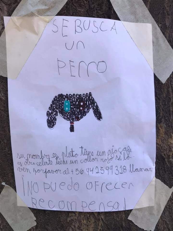 Si vive en Renca cerca de los colegios se perdió Pluto. Teléfono de contacto y descripción gráfica del perrito, en el afiche más tierno del mundo mundial 
RT