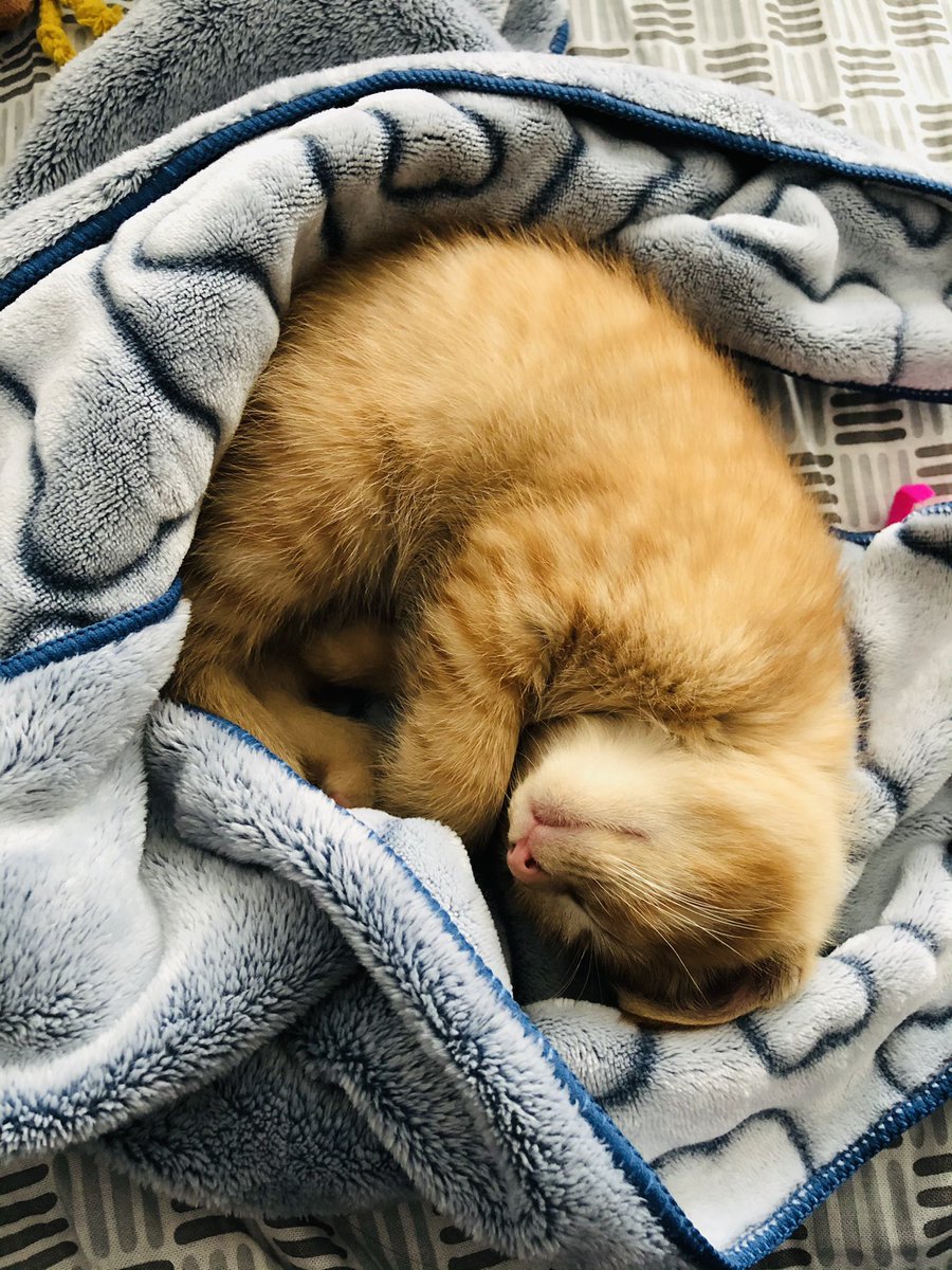 ThatLyndz's tweet photo. Twitter meet Ernie Albert “Bubzy”. He just 8 weeks and full of energy! https://t.co/sYBLns43ez
