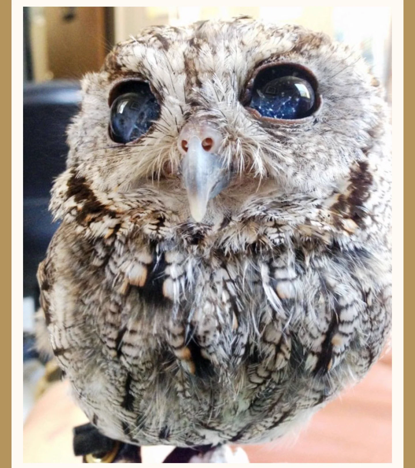 @sasanohaoishiyo ちなみにこれが、フクロウのゼウスさんです。
視力はほぼ見えないそうですが、美しい目をお持ちです😊
可愛いことよ💜💜💜
こんな風になりそう🎵 