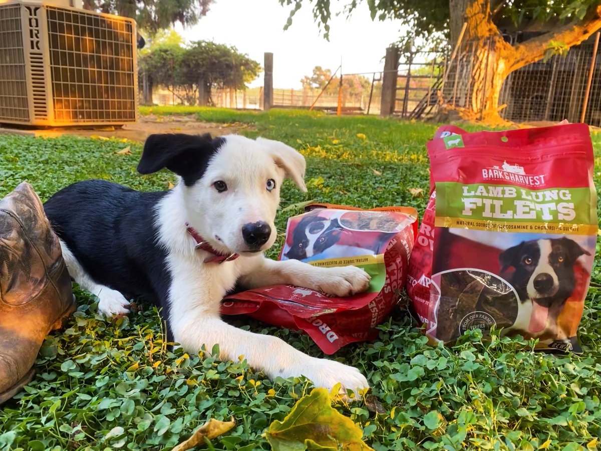 SFPet's tweet photo. Pups of every age love these tasty treats! Order some for your #dog today at https://t.co/oToyMkurgu they are great for #training your puppies too! Plus they are high in #Glucosamine and Chondroitin Sulfate #dogtraining #dogtreats #lamb #natural https://t.co/TP9dlhm3uL