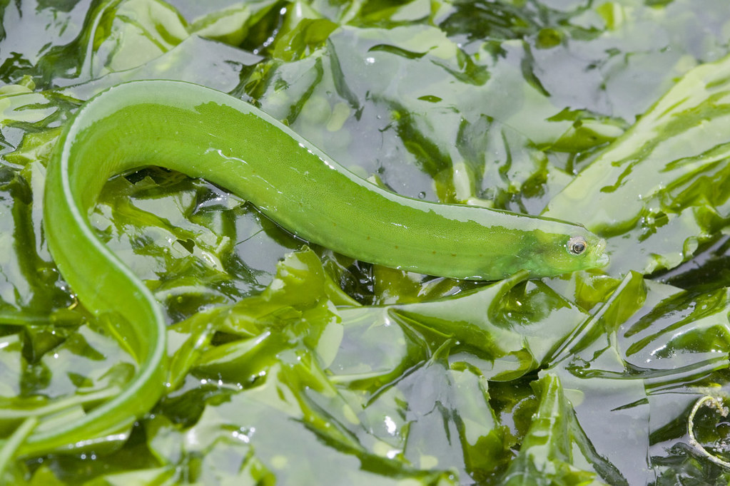 Variations on the same theme 25