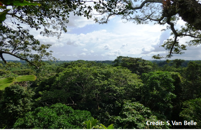 3) We assessed whether red titi monkeys defend their home range as a territory by examining home range spatial exclusivity and defensive and monitoring behavior using data collected over a 10-year period at the Tiputini Biodiversity Station in Amazonian Ecuador.