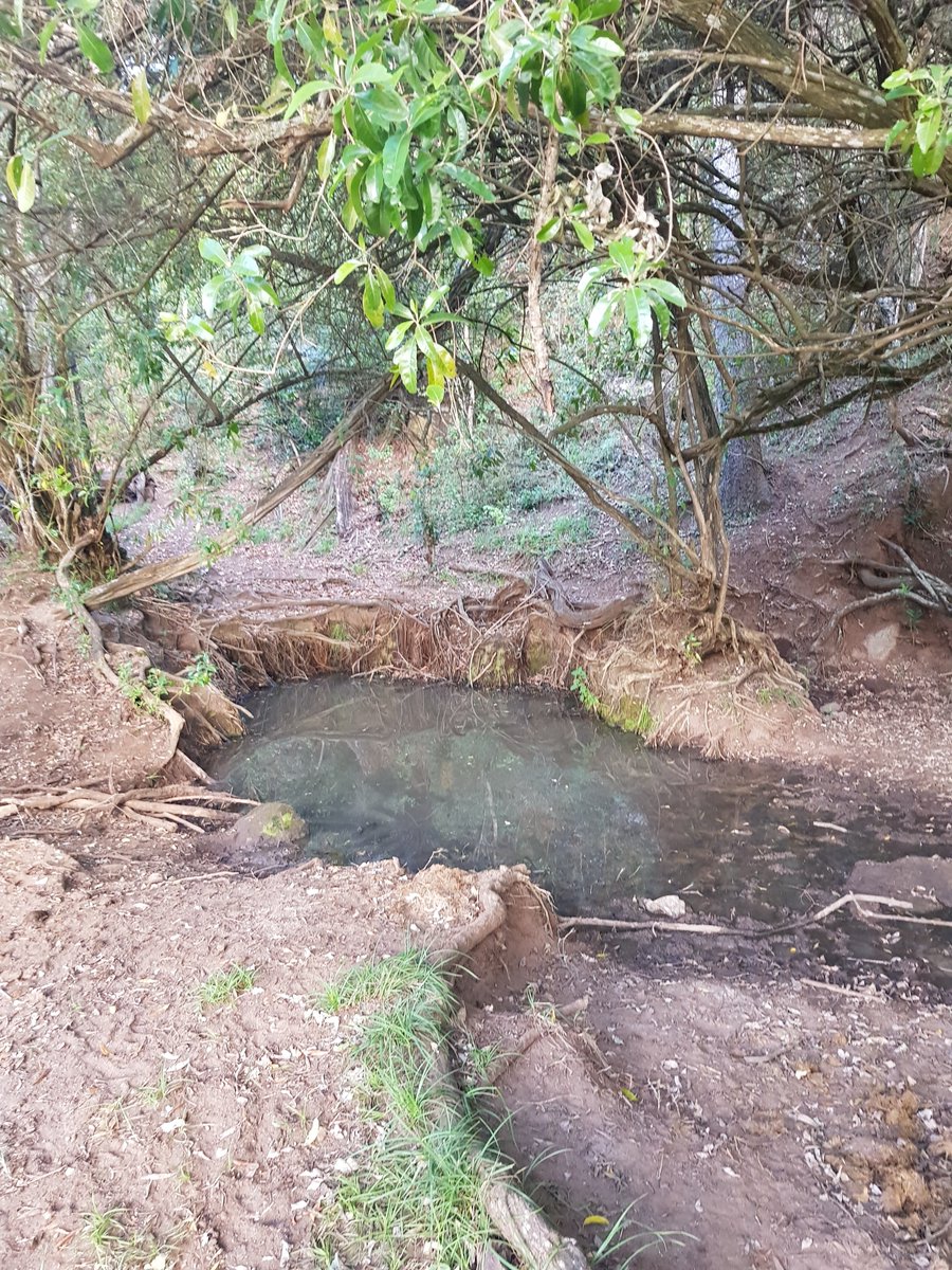 During the dry season  #elephants climb Ololokwe on their bellies and knees to reach a sacred water spring nestled in an enchanted forested patch right at the top of the mountain