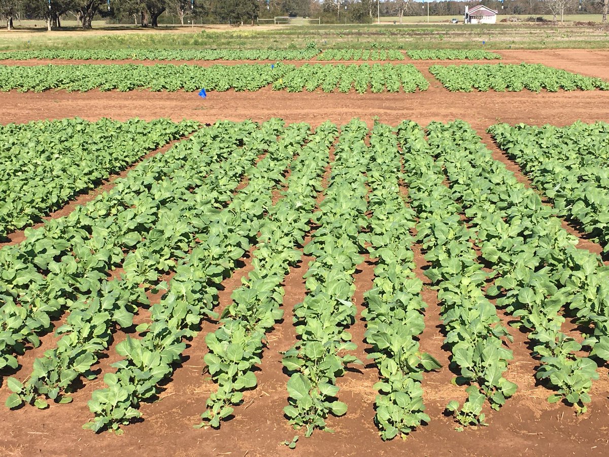 Carinata trials look great so far ⁦<a href="/SPARCcarinata/">SPARC- Carinata</a>⁩ ⁦<a href="/UFIFASWFREC/">UF IFAS WFREC</a>⁩