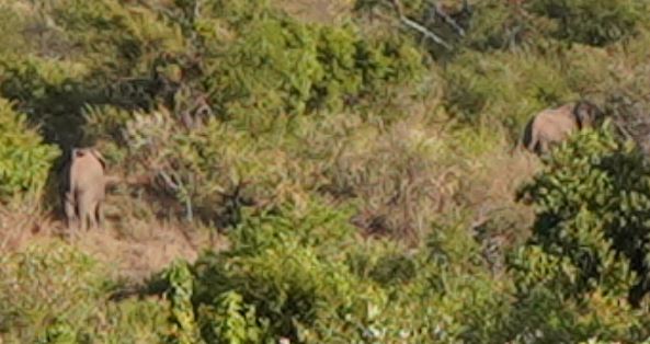 The family of 5 was still there when I descended the next morning. First I heard their rustling and then saw their arched grey backs above the canopy. There is a different frisson when you encounter elephants on foot armed with a short plastic broomstick