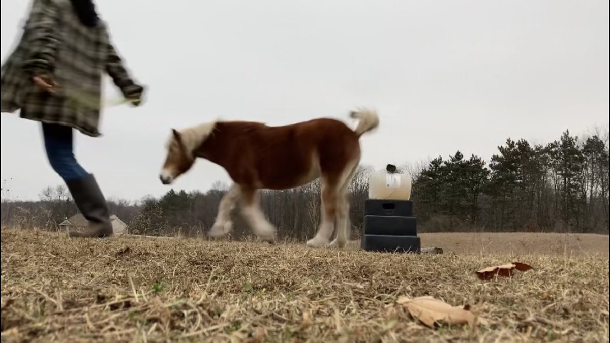 MarMurph877's tweet photo. Appreciating the queen’s last jumping session before winter with a challenging height. It’s good to have a sound pony! #laminitisrehab https://t.co/vdctnJIbGl