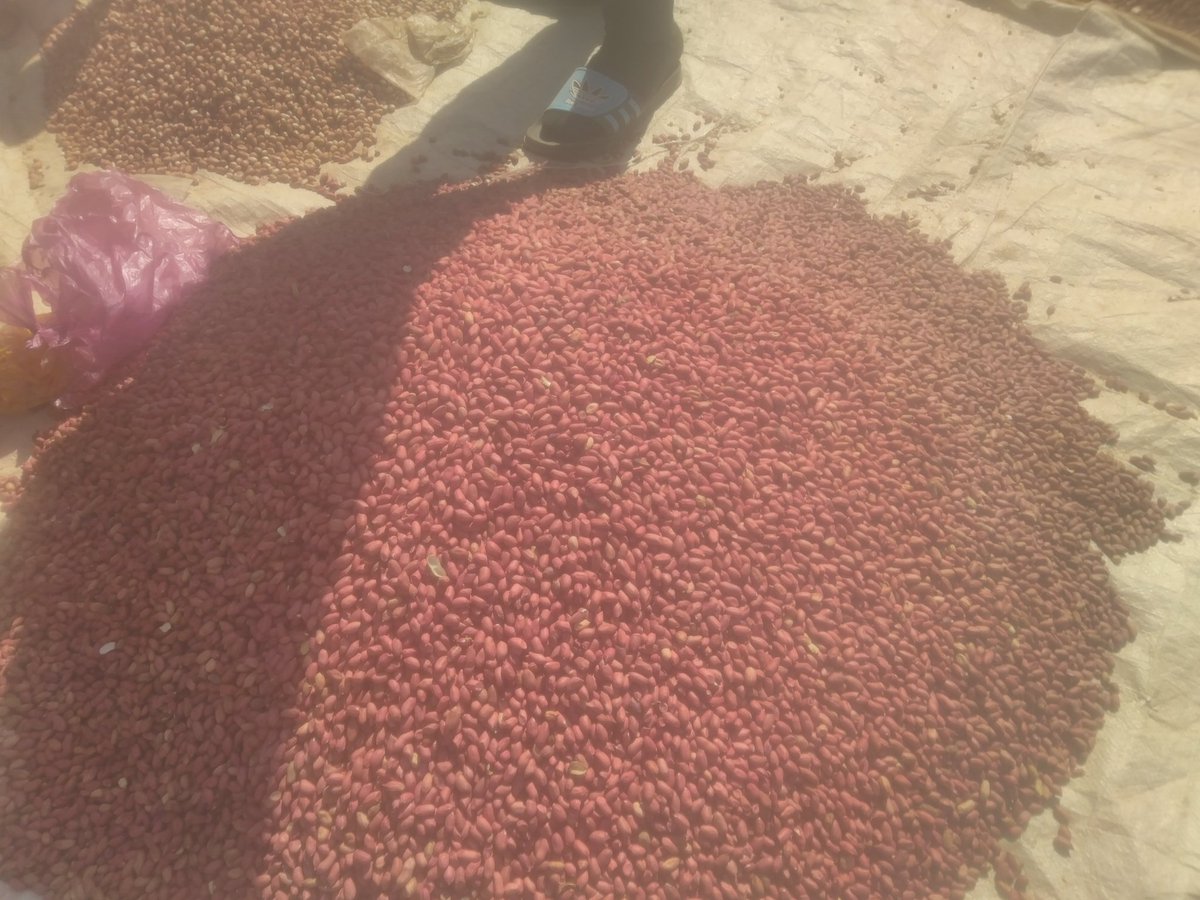TabiJoda1's tweet photo. Our lands and ecosystems make the quality of our #foodsystems and our #foodsystems make the quality of our #healths

When we restore our lands and ecosystems we make our #foods and our #health better

@1_billiontrees @auggwi @PfRglobal @unredd @FoodSystems @Afr100_Official @UNCCD https://t.co/QjHFO6b7MV