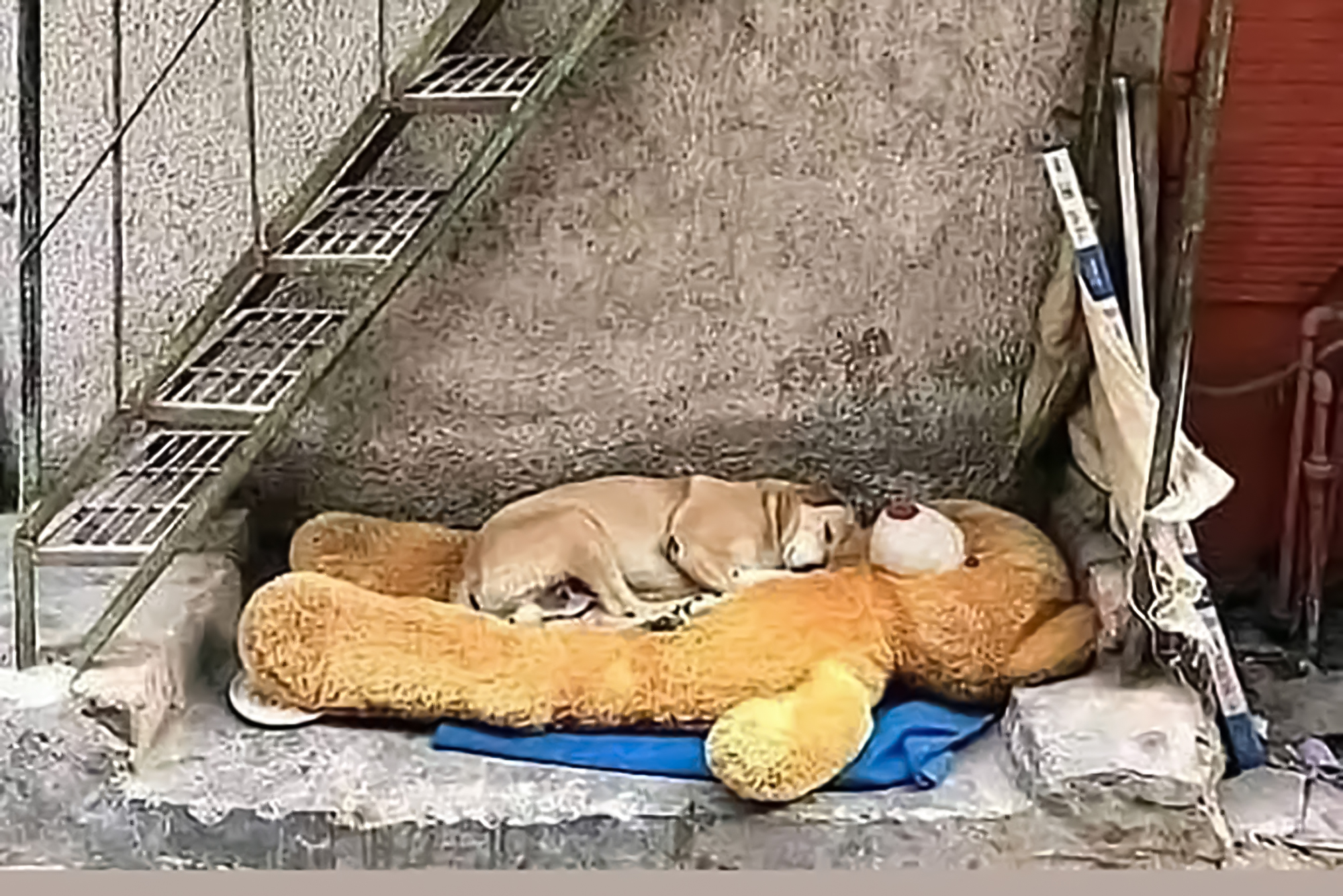 In a touching moment, a stray dog finds comfort in a discarded teddy bear by the roadside, displaying a deeр empathy that resonates with onlookers and evokes powerful emotions.