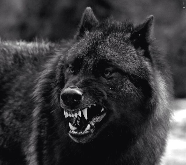 With the passing of the millennia, what would happen to a wolf were it not to hunt, but rather be fed and have all its needs taken care of?Would it become fiercer? Stronger? Better at what it does?More adapted at survival?We know the answer to that, don't we?