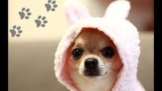 With the passing of the millennia, what would happen to a wolf were it not to hunt, but rather be fed and have all its needs taken care of?Would it become fiercer? Stronger? Better at what it does?More adapted at survival?We know the answer to that, don't we?