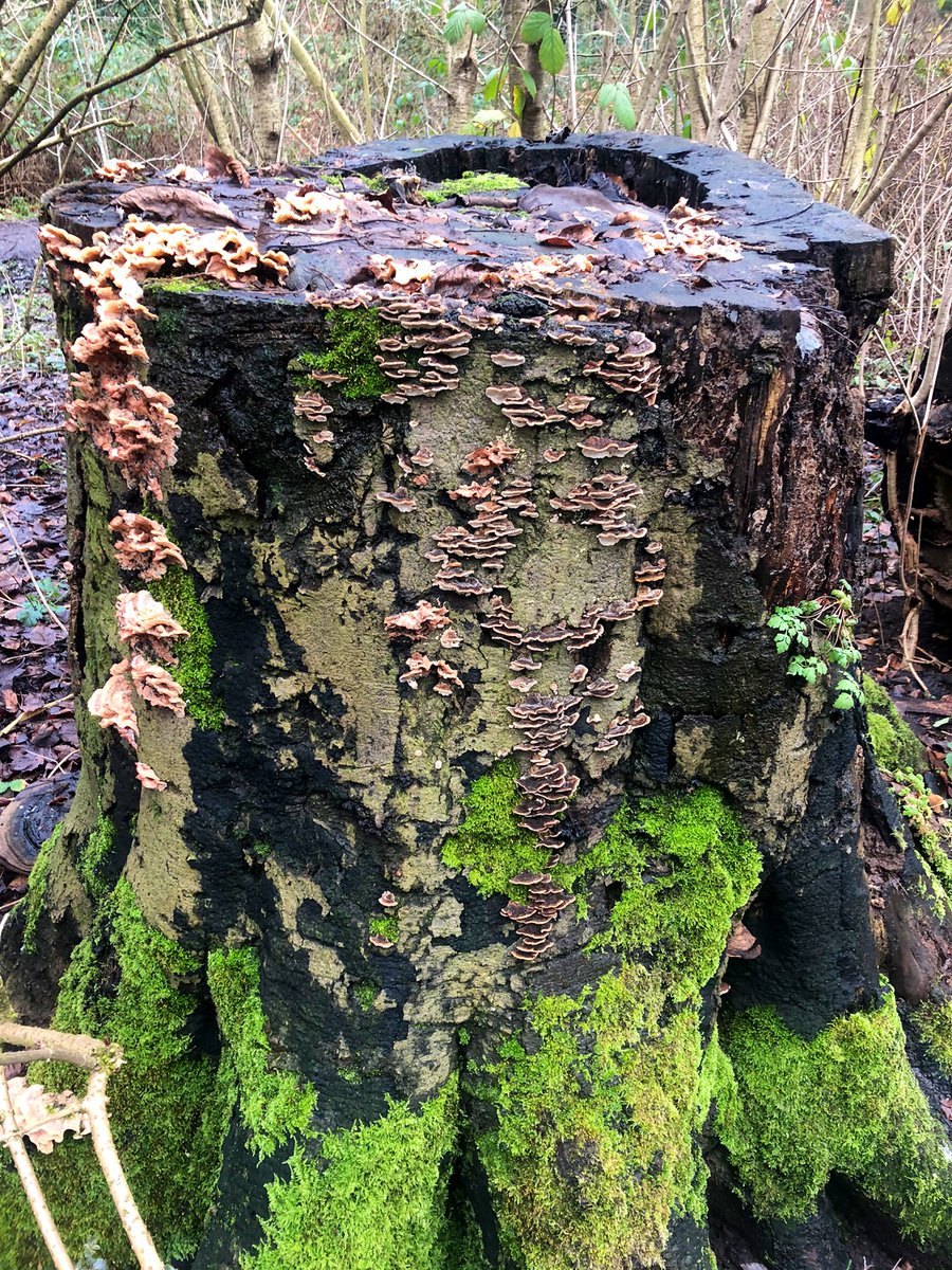 Zooming in from my zoomed out drone shots earlier, these show the intricacy within habitats and form at a close scale at Childwall Woods