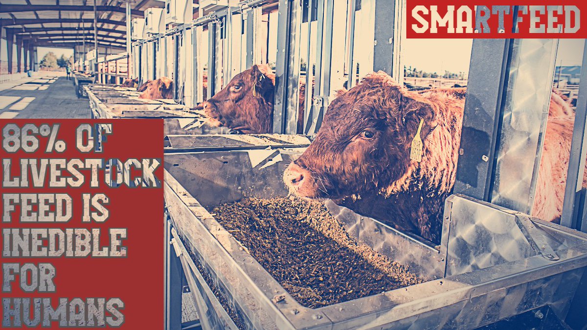 CLockLivestock's tweet photo. Happy New Year to all of those tending the land and making the inedible, edible.
#cattle #bulls #animallovers #cowlove #farm #agro #ranch #rural #ranchlife #calves #qualitycattleequalsqualitybeef #dairy #cows #cattlefarm #cattleandcrops #smartfeed #smartfeedpro https://t.co/mw3BFA7J4c