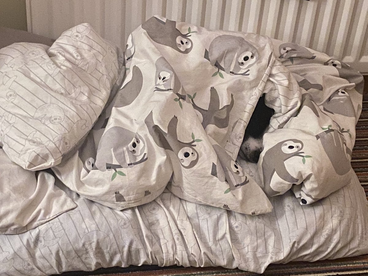 LauraHeatherMac's tweet photo. @hitRECordJoe Loves under the duvet ❤️Buddy Mac https://t.co/T28MyFwPVD