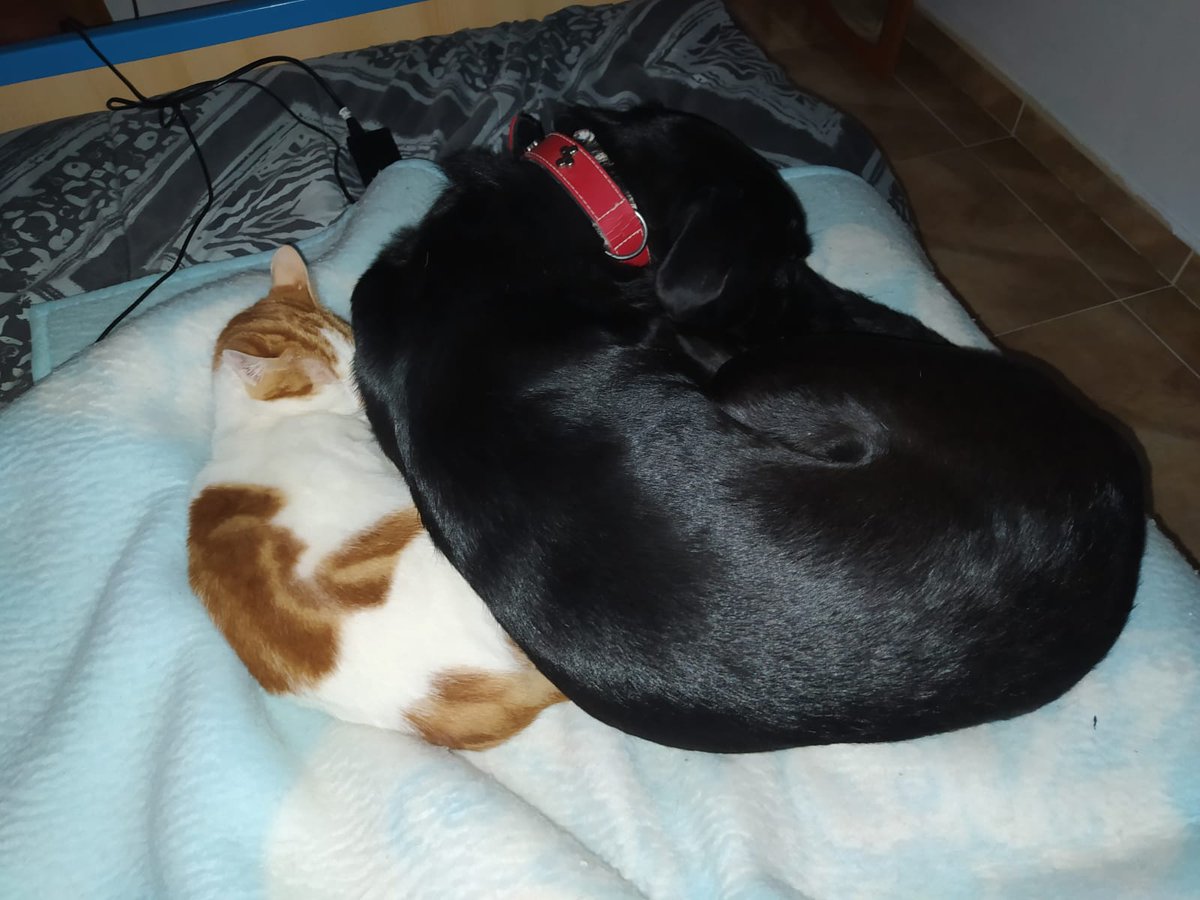 Dicen Thor y Zoko que a los humanos nos iría mejor si nos lleváramos como los perros y los gastos. Enga. Feliz martes.