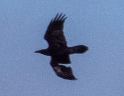 HofstraBirds's tweet photo. This is a COMMON RAVEN from this weekend at Hofstra, north campus. A small family of them has been living just east of campus. Until very recently not at all common on Long Island, ravens have been moving in! https://t.co/L43Y1ZpWbN