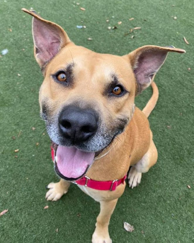 Hi, I'm Thor! I'm a three year old, 62 pound dude who loves to be active. I'm so excited to love on my human so I would do best in a home where I am the only doggo.

If you are interested in adopting me, head to https://t.co/olYDe1RKme! https://t.co/ro9XLgobij