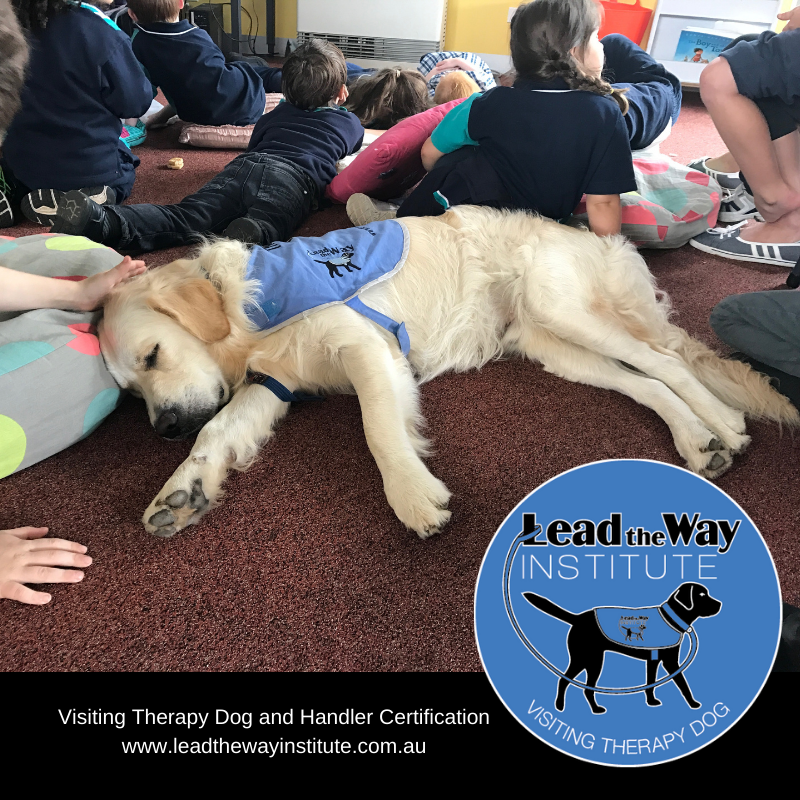 LeadTheWayAust's tweet image. VACANCIES AVAILABLE Jan 18-23 2021!! Enrol now and #certify as a #therapydog and handler team with #leadthewayinstitute. Bundle price HUGE DISCOUNTS available here: Visiting Therapy Dog &amp;amp; Handler Certification Bundle - Foundation - Lead The Way Institute ecs.page.link/Y6Pqr