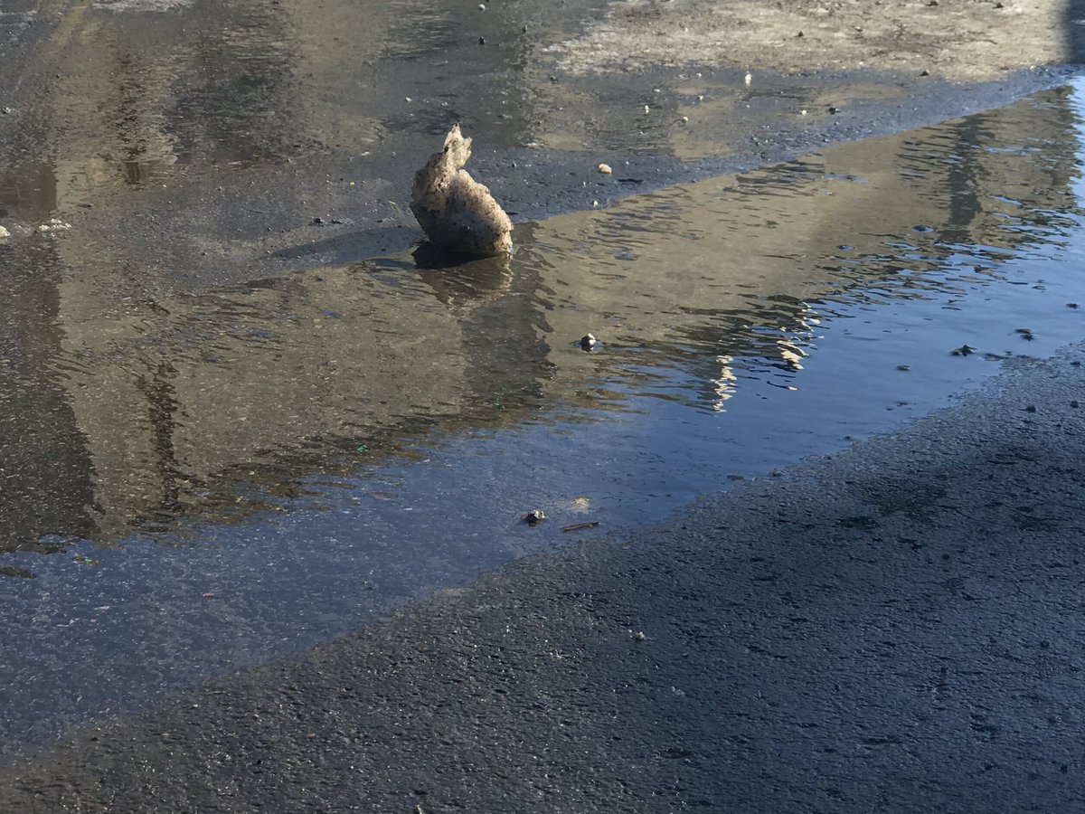 marswashere's tweet photo. Why does this clump of dirty snow look exactly like my bunny? https://t.co/Fpe2GZuB1G