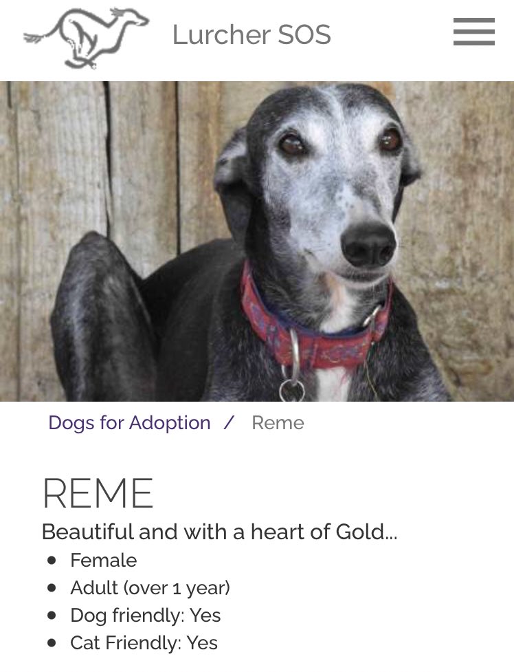 Can You Find Dogs On Craigslist