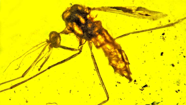#1 Mosquitoes are old. Like 190 million years old.Since then they’ve been biting dinosaurs, amphibians, birds, and our mammalian ancestors. Direct evidence comes from both fossils and amber, including this 100 million year old Priscoculex burmanicus from Myanmar. G. Poinar Jr.