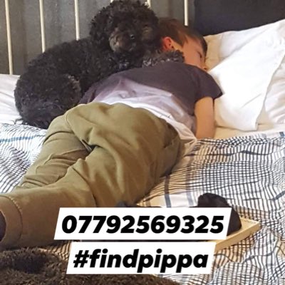 #FindPippa #Missing female #BlackPoodle - #Winthorpe #Notts #NG24