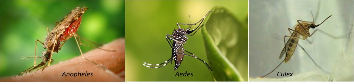 #2 They are diverse. Current count is 3,582 species across 41 genera. Of those, >60% fall into three genera: Culex (>1000 species), Aedes (>700 species), and Anopheles (~480 species). Based on estimates of other insects it’s likely there are 1,000s of species yet to be ID'd.
