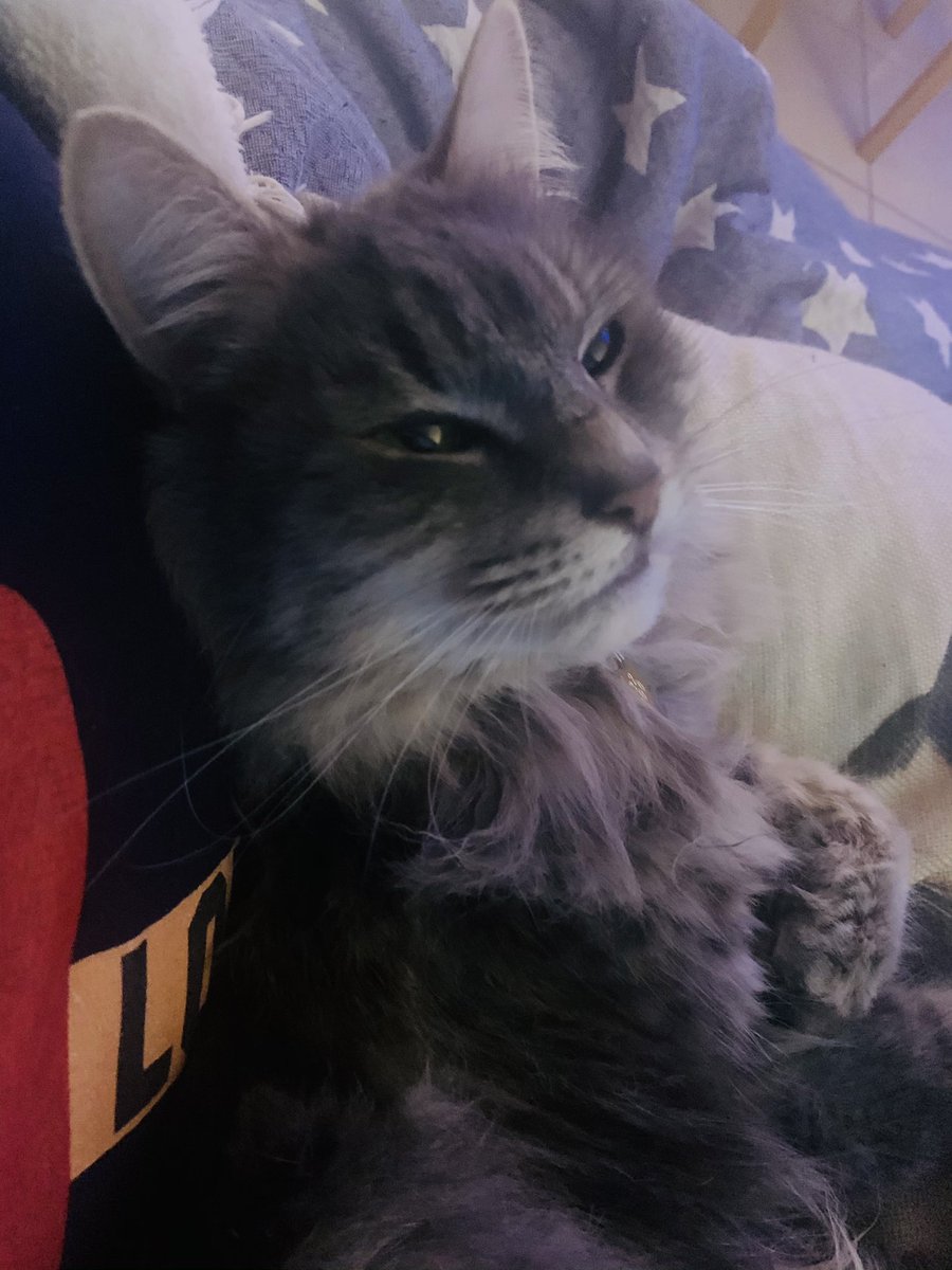 Mummy gives the best snuggles 🥰 I don’t mind being locked down with her #CatsOfTwitter #CatsOnTwitter #bigsoftie #CuteCats #cutecat