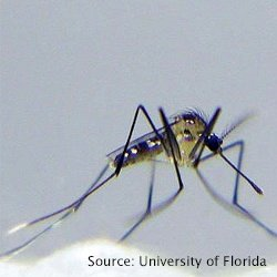 #3 Size matters. Like other groups there is considerable size range in mosquito adults, even though they all look the same to us. The biggest difference I’ve found is between Uranotania lowii (L) and Toxorhynchites rutilus (R). How different are they? 50 fold based on mass!
