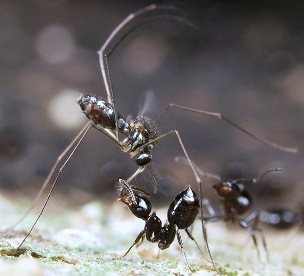 #11. You’re sweet! Adults get sugar mostly from flower nectar or rotting fruit. However, adult Malaya leei will approach ants in the genus Cremastogaster and the ants allow them to inset their proboscis into their crop and drink stored sugar. Takashi Komatsu