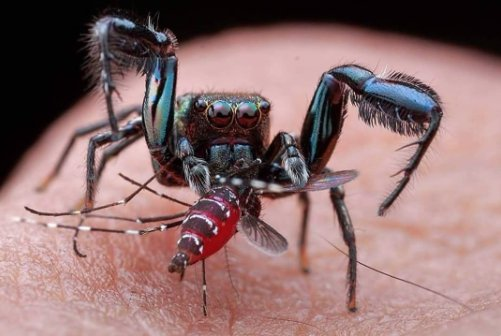 #13 Webs. So what good are they? Well, we know lots of stuff eats them, including other inverts, birds, and small vertebrates. However, spider predation takes on some interesting forms. Evarcha culicivora, a jumping spider from Africa seeks out blood fed Anopheles mosquitoes.