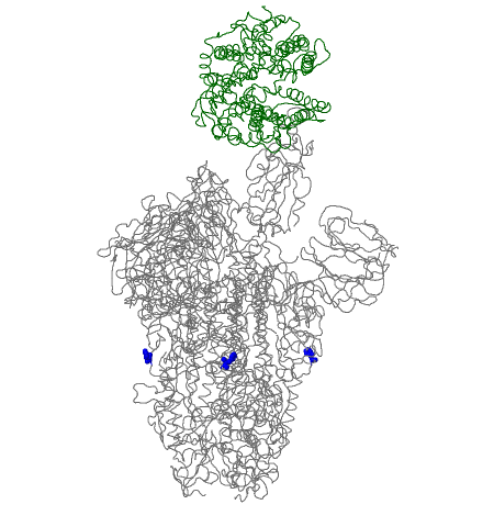 What is special about Spike amino acid 655? It is near the polybasic cleavage site, residingbetween the RBD and the fusion peptide. Variants at this site have been hypothesized to play a role in possibly enhancing Spike glycoprotein fusion efficiency (4/7)
