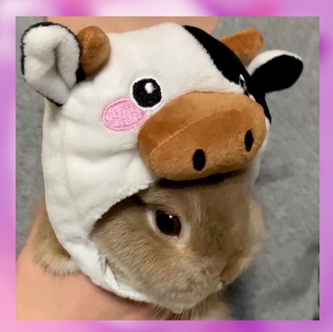 ConejitosAlDia's tweet photo. 🐮♥️🐰 https://t.co/wjHk7EPb9A