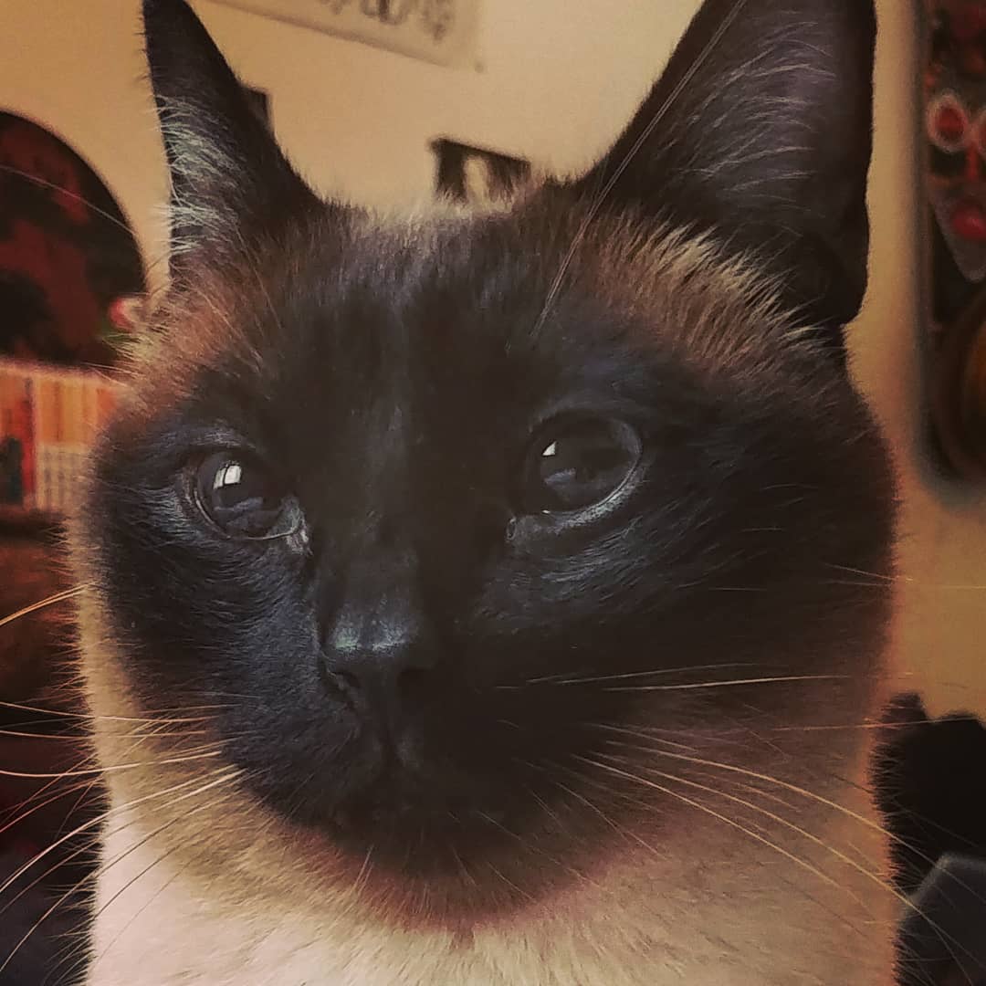PhilippeTolfik's tweet photo. Bonjour, @HKdevblog j'ai adoré le trailer de Stray, je vous propose donc la candidature de Napoléon pour une intégration dans le jeu.
Bon point, il se trouve à Montpellier.
Voici son Book.

Regardez sa petite bouille d'amour, il attend votre réponse avec impatience. 😻 https://t.co/vgZ9mgRfcl