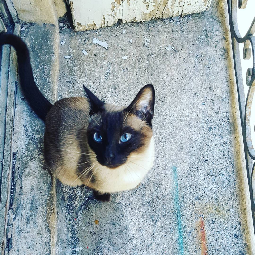 PhilippeTolfik's tweet photo. Bonjour, @HKdevblog j'ai adoré le trailer de Stray, je vous propose donc la candidature de Napoléon pour une intégration dans le jeu.
Bon point, il se trouve à Montpellier.
Voici son Book.

Regardez sa petite bouille d'amour, il attend votre réponse avec impatience. 😻 https://t.co/vgZ9mgRfcl