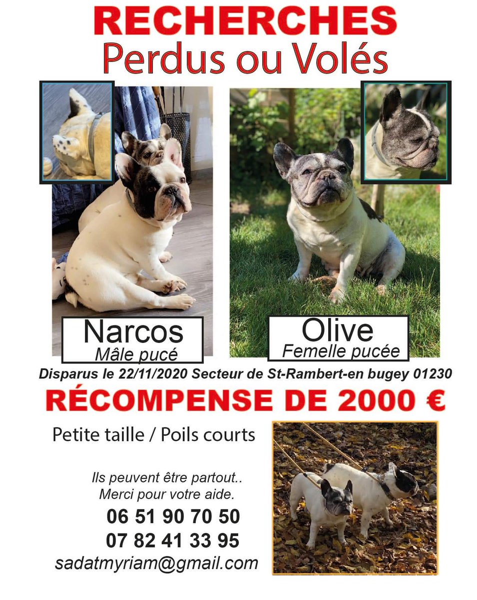 A partager un max svp les gros comptes 
@FBB_Officiel
@CaccContact
@LigueDesAnimaux
@ASPASnature
@SPA_Officiel
#bouledoguefrancais #bouledogue 
#animauxvolés #chienvolé