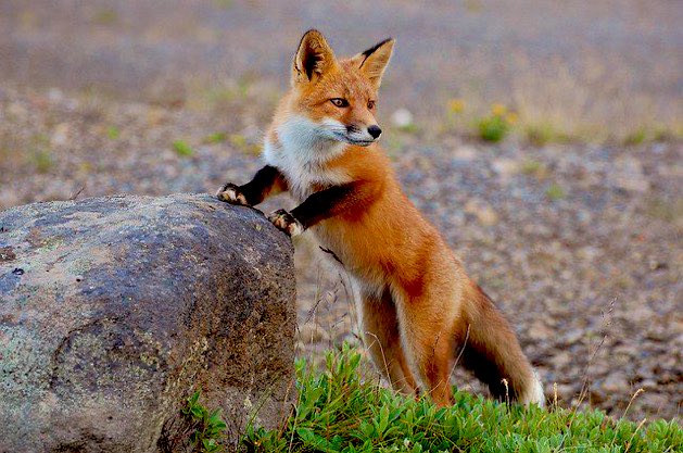 4. The white tip of a fox’s tail is called the CHAPE.
