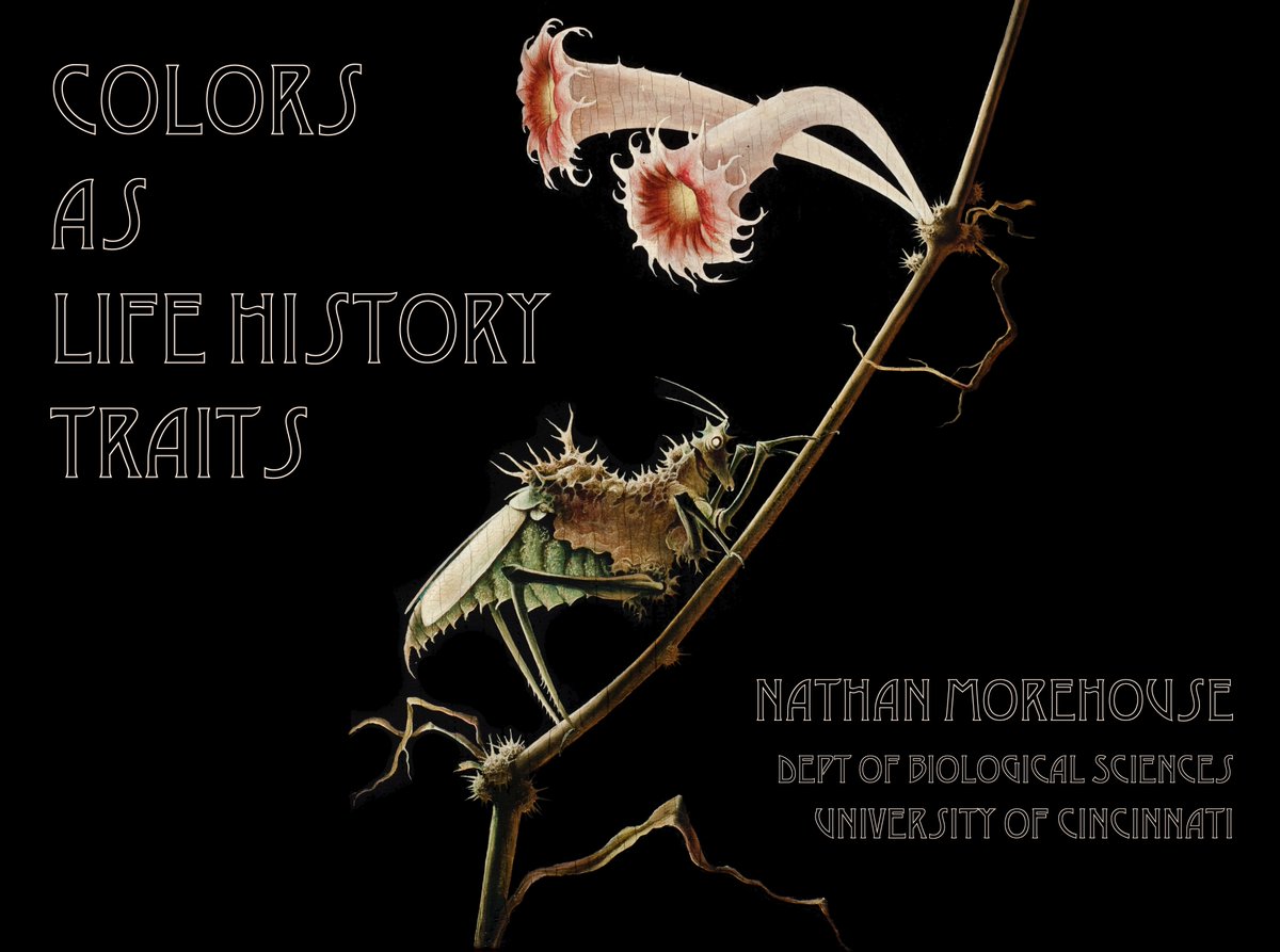 @zapkapow will also be presenting on Wednesday new work exploring #color traits as #lifehistory traits in a separate symposium! #SICB2021 It's gonna be an engaging couple of days for #colsci #animalbehavior and #evolutionaryecology! 4/4