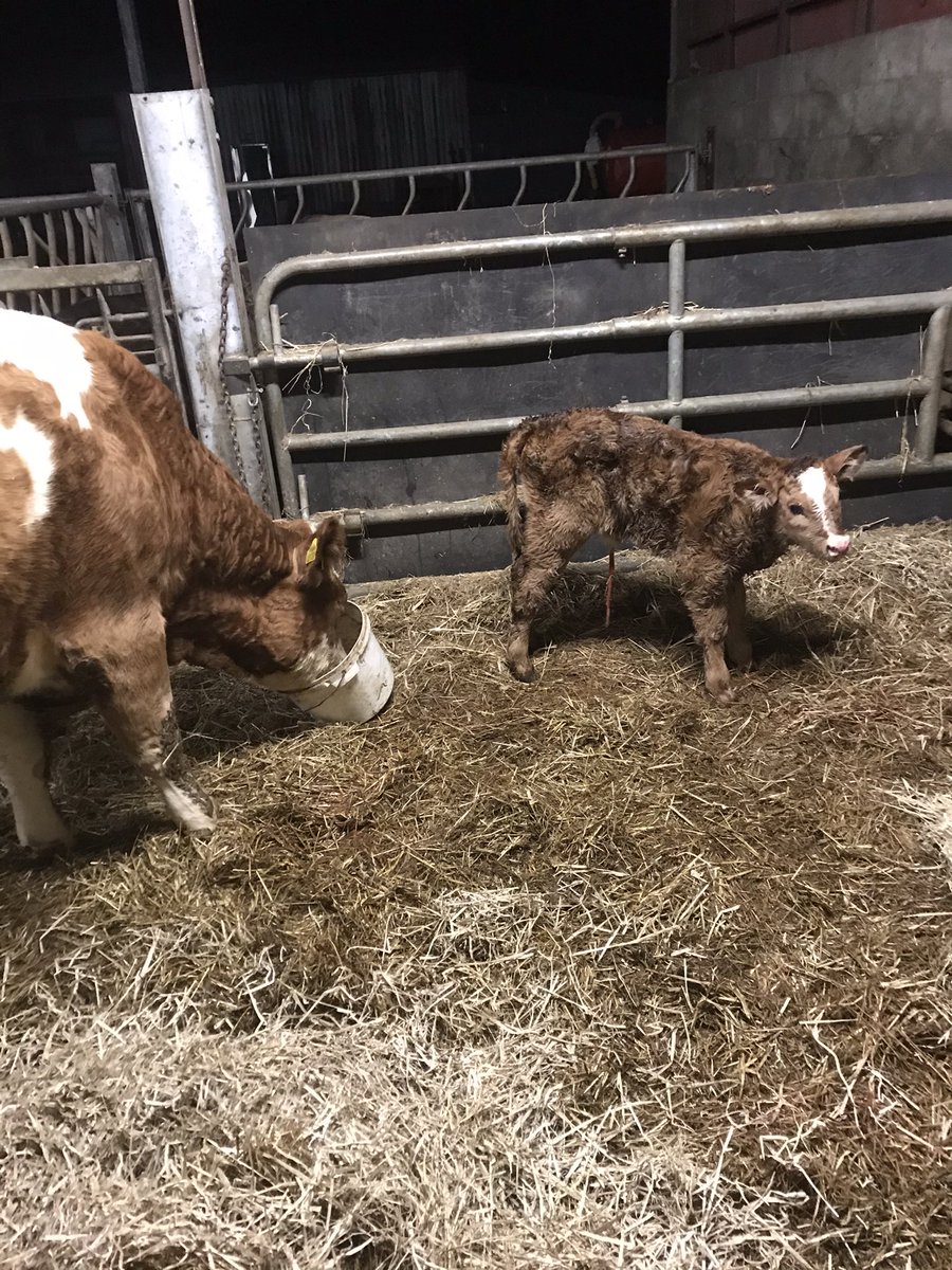 com_wjs's tweet image. The first time I’ve had a pt2165 Gainsbarre Parthenaise calf lovely heifer wanted suck straight away very happy with her @doveagenetics @DooleyEnda
