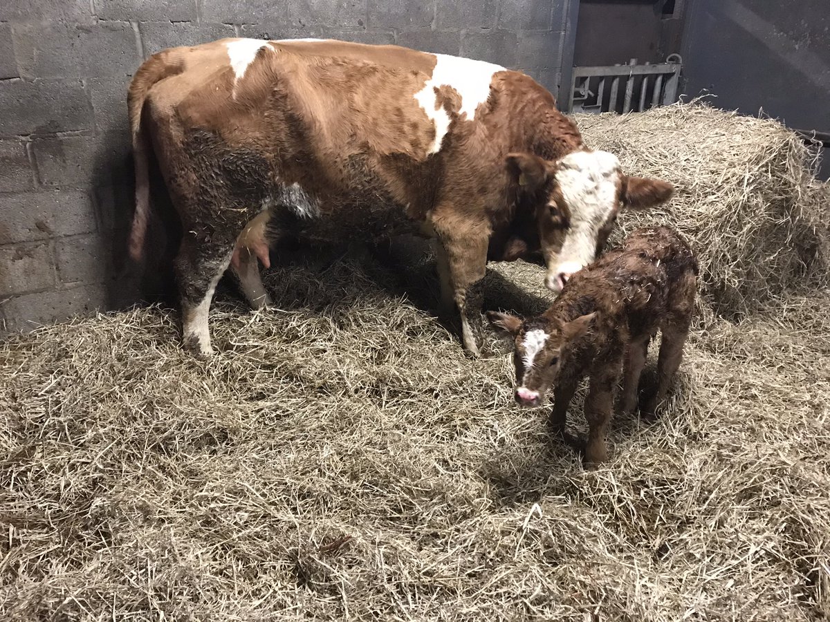 com_wjs's tweet image. The first time I’ve had a pt2165 Gainsbarre Parthenaise calf lovely heifer wanted suck straight away very happy with her @doveagenetics @DooleyEnda