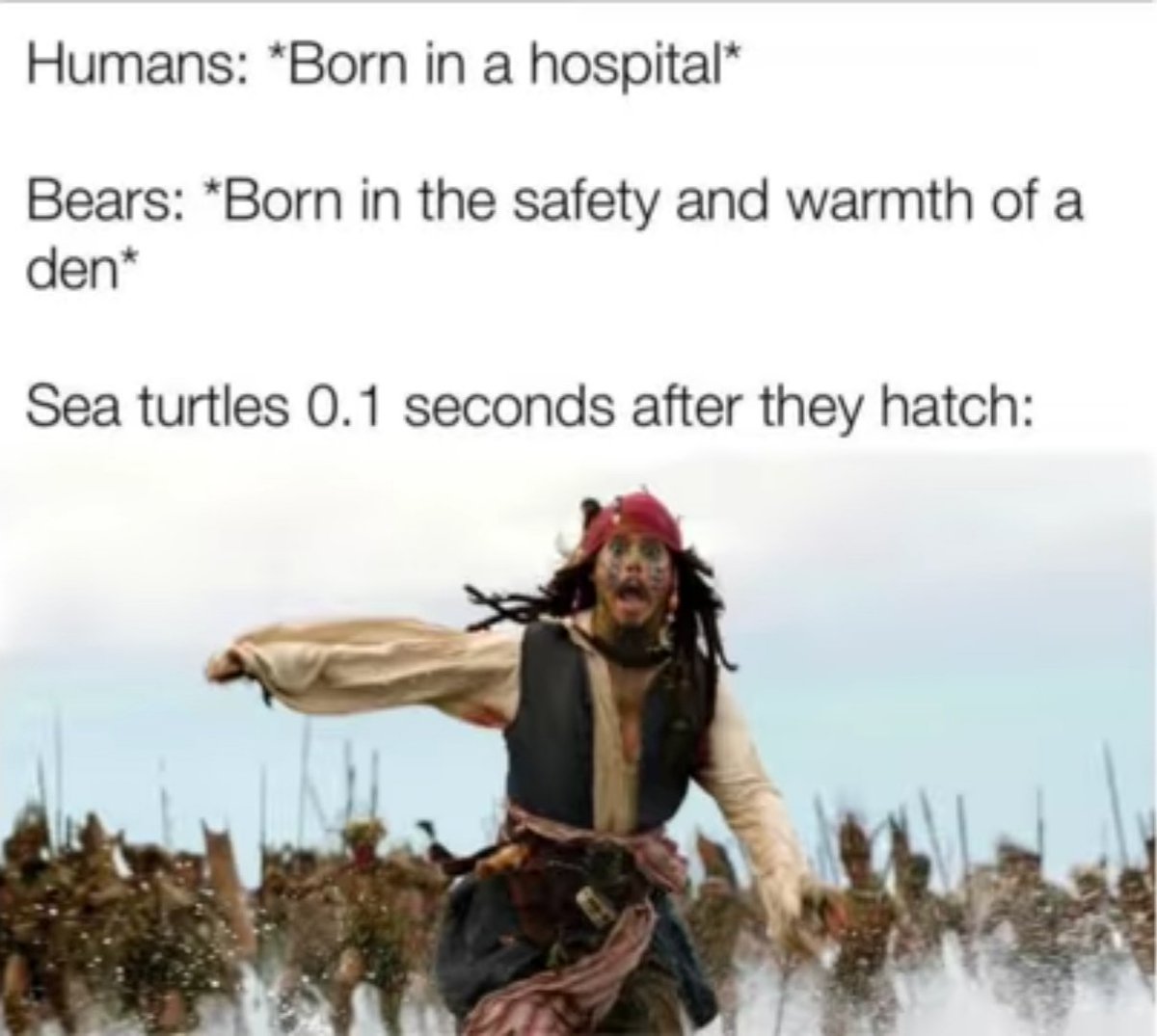 MaskedTruth8's tweet image. Poor turtles...