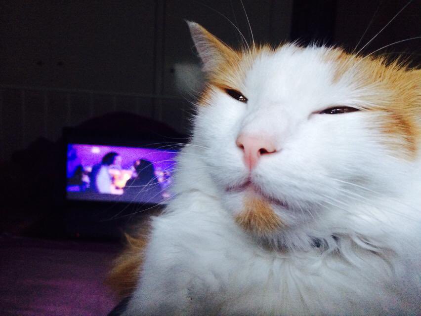 this catnip ain’t shi-