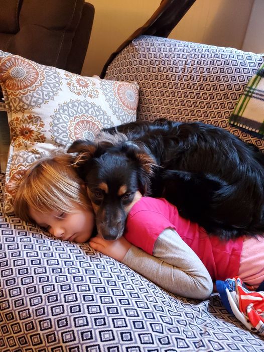 MizzDizzyGaming's tweet image. Mini Dizzy and her tired pup, Raven. Looks like our puppy needs a cuddle buddy to ease her loneliness. @Simonbird481 @KnockedXd @PokeTKB #TeamGodvek #TeamHighbrid #ShadowGuild #TeamLegacyLuv #AustralianShepherd #puppylove