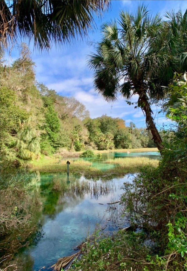 “A river starts by longing for the ocean...”

#PhotoOfTheDay #river #Florida #RainbowRiver #nature #springs #RainbowSpringsStatePark #goals 
#photooftheday