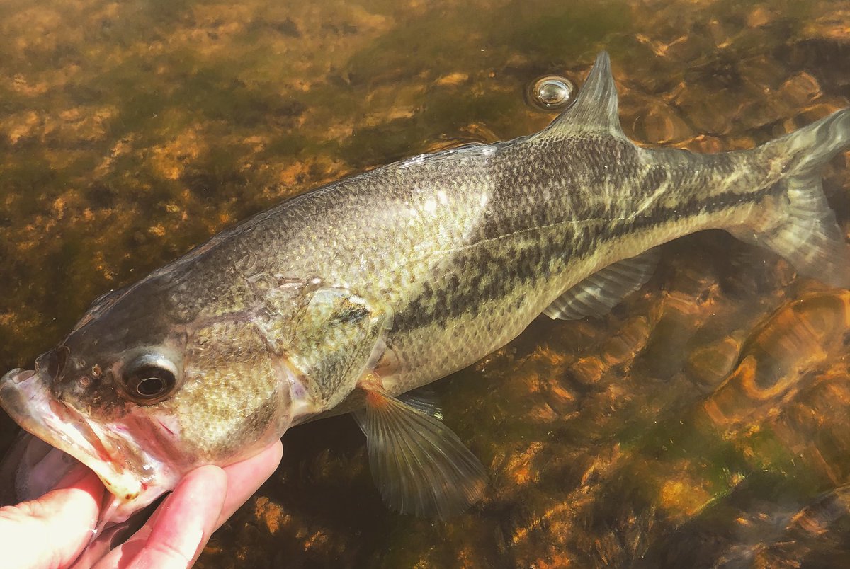 Yesterday, took a trip to Bartlett Lake to do some hiking and bass fishing near Rattlesnake Cove. Successful trip!  #bassfishing #largemouthbass