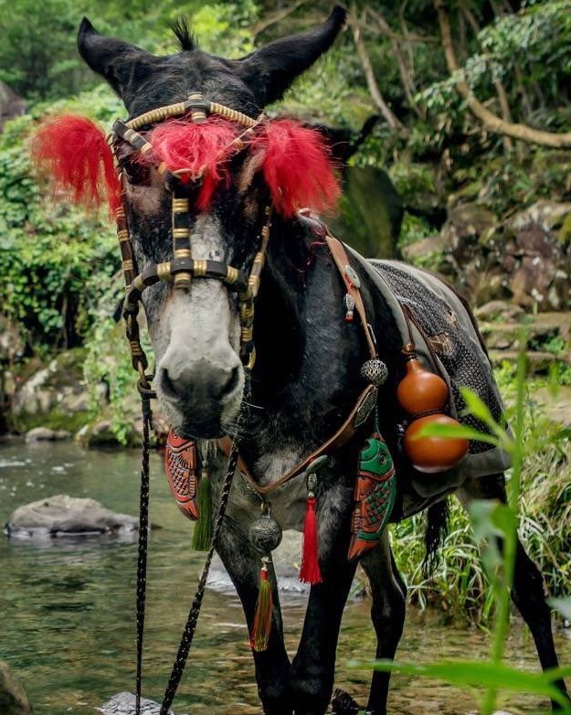 LIL APPLE: Country Appleself explanatory