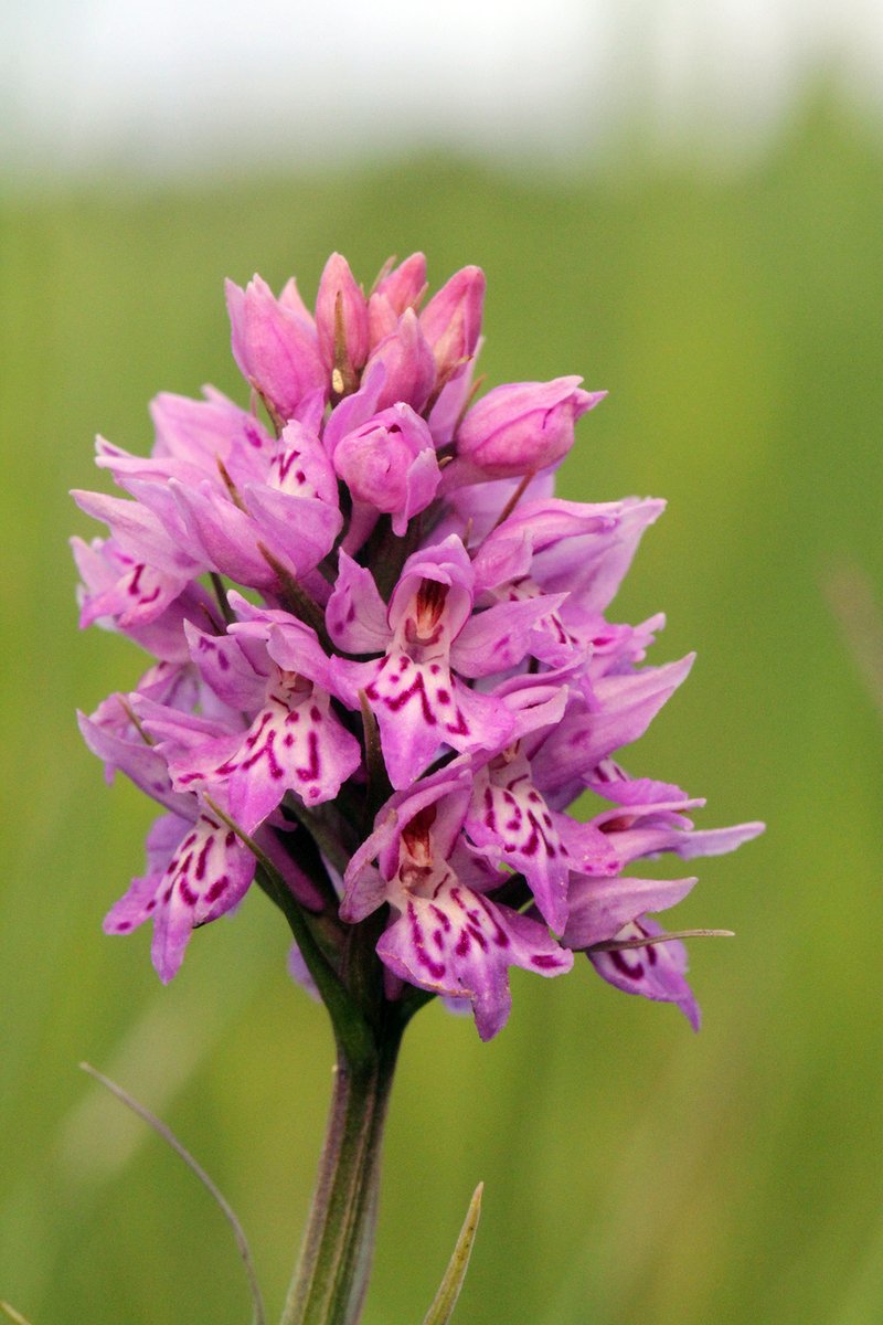 According to some authors lately, it's a Heath Spotted-orchid. It's similar to another 'Spotted-orchid' - this one, a Common Spotted-orchid. Capital letters aside, are they Heath or Common Spotted Orchids, or Spotted-orchids? Does the hyphenation matter? (2/5)