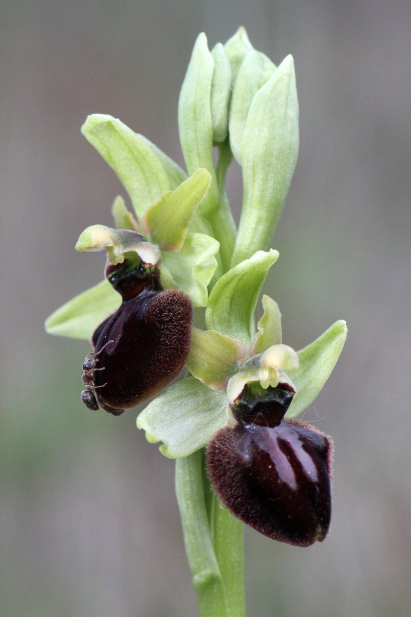 It all seems a bit arbitrary, and a mess. Early and Late Spider Orchid happen to have 'spider' in their name, and are now dubbed 'Spider-orchid'. But closely related Bee Orchid isn't now called Bee Spider-orchid. Maybe we should just use scientific names? (4/5)