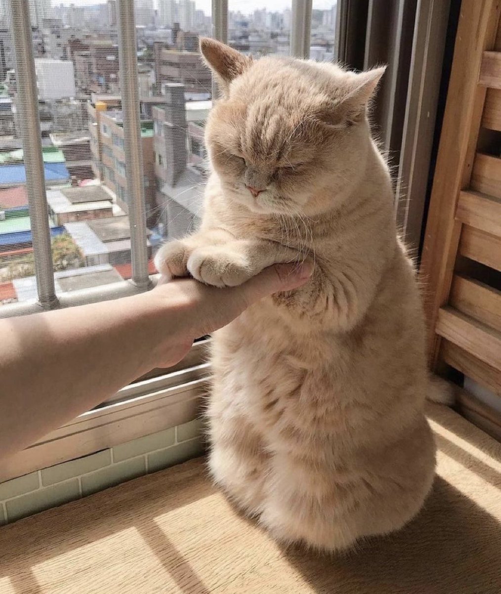 Why you should have a cat tweet media